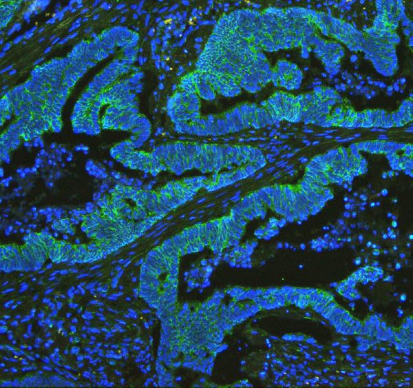 Cytochrome C Antibody in Immunohistochemistry (Paraffin) (IHC (P))