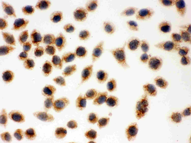 Cytochrome C Antibody in Immunocytochemistry (ICC/IF)