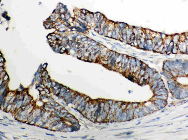 Cytochrome C Antibody in Immunohistochemistry (Paraffin) (IHC (P))