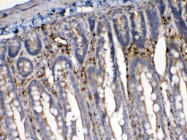 Cytoglobin Antibody in Immunohistochemistry (Paraffin) (IHC (P))