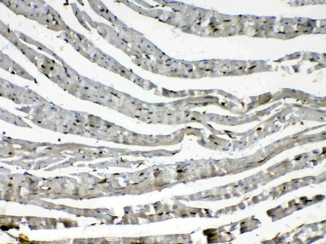 Cytoglobin Antibody in Immunohistochemistry (Paraffin) (IHC (P))