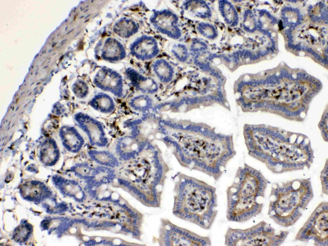 Cytoglobin Antibody in Immunohistochemistry (Paraffin) (IHC (P))