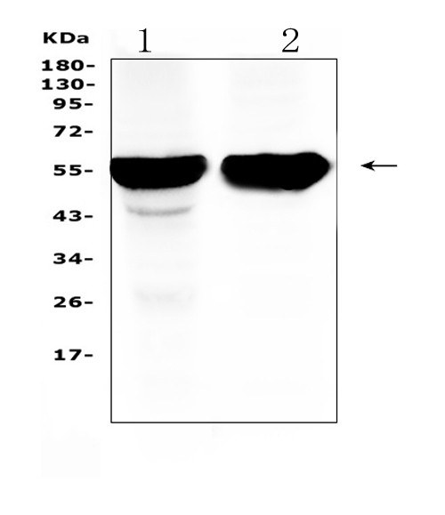 CYP2D6 Antibody in Western Blot (WB)