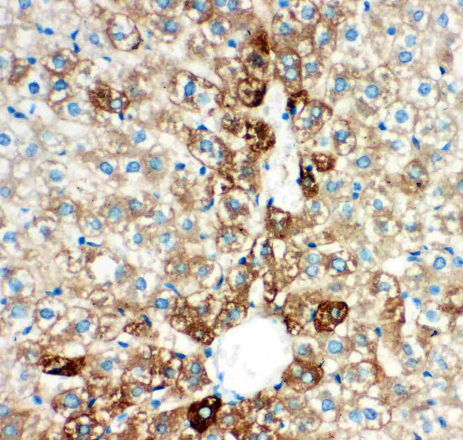 CYP2E1 Antibody in Immunohistochemistry (Paraffin) (IHC (P))