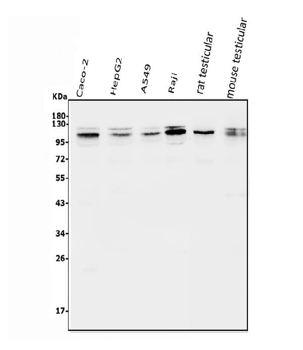 DAXX Antibody in Western Blot (WB)