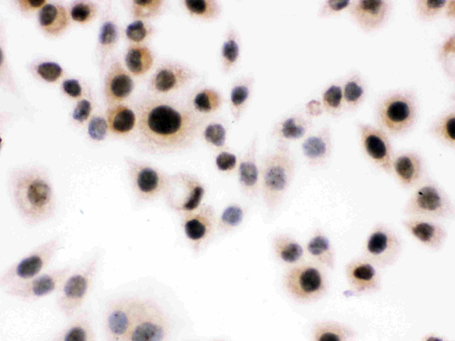 DAXX Antibody in Immunocytochemistry (ICC/IF)