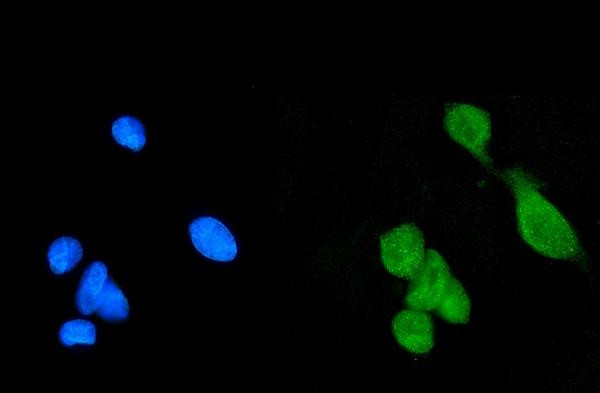 DAXX Antibody in Immunocytochemistry (ICC/IF)