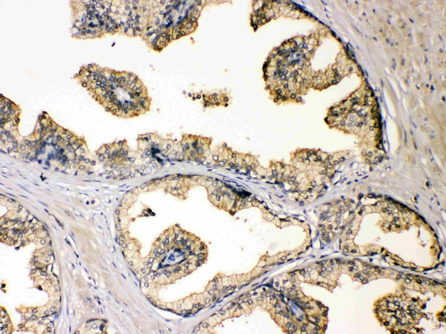 DBI Antibody in Immunohistochemistry (Paraffin) (IHC (P))