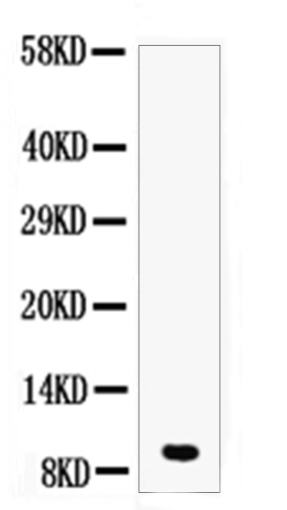 DBI Antibody in Western Blot (WB)