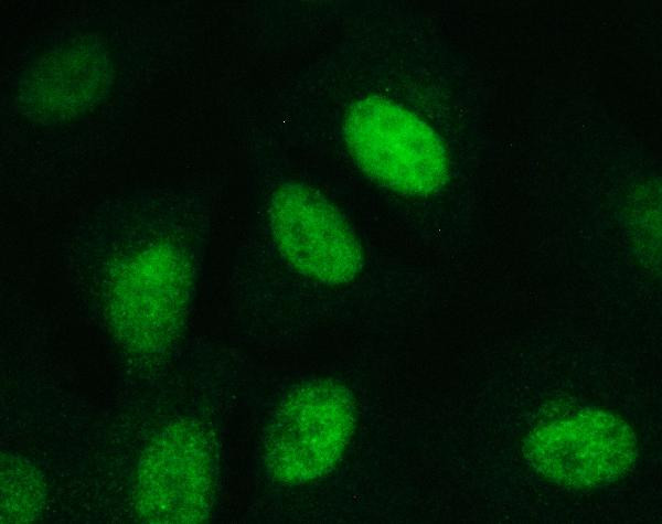 DCK Antibody in Immunocytochemistry (ICC/IF)