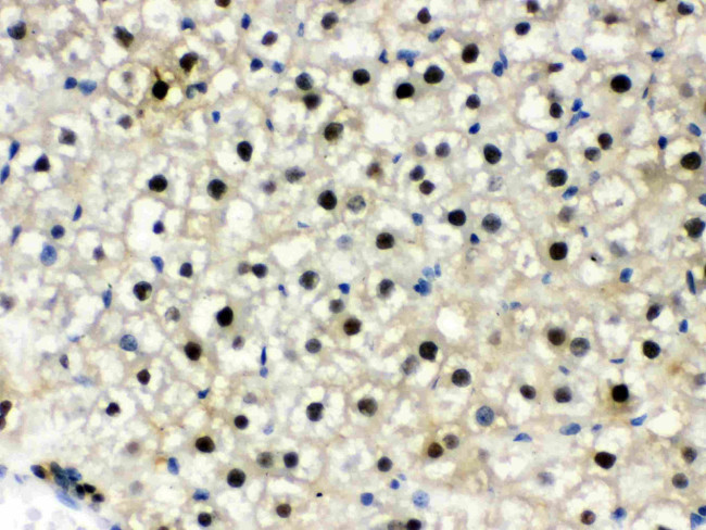 DDB1 Antibody in Immunohistochemistry (Paraffin) (IHC (P))