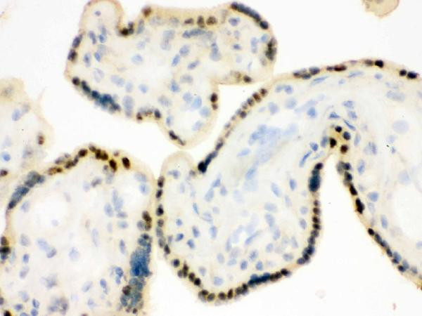 DDB1 Antibody in Immunohistochemistry (Frozen) (IHC (F))