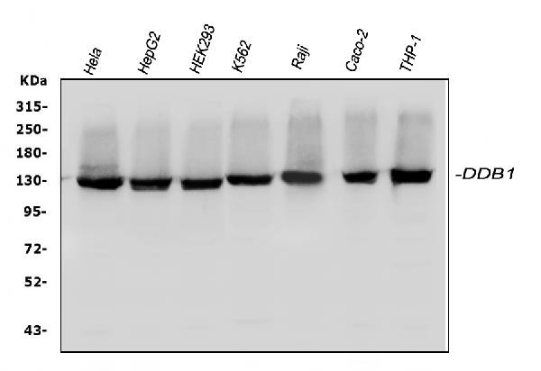 DDB1 Antibody in Western Blot (WB)