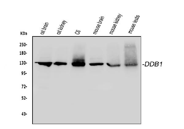 DDB1 Antibody in Western Blot (WB)