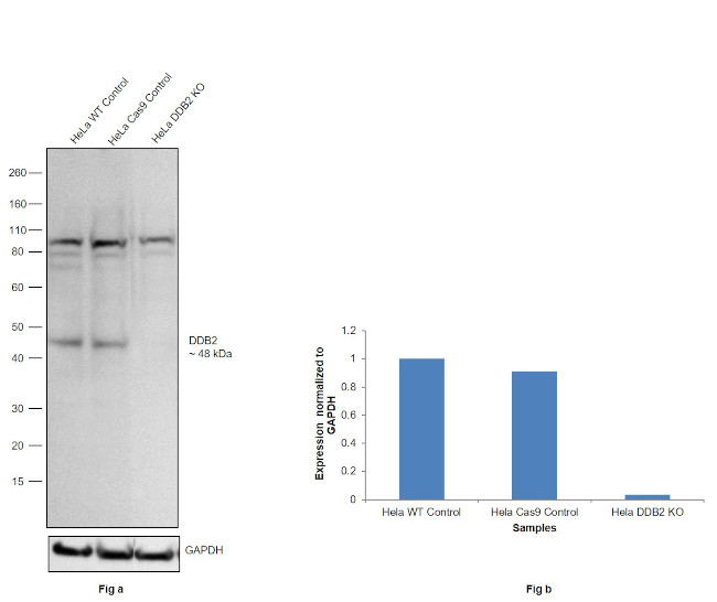 DDB2 Antibody