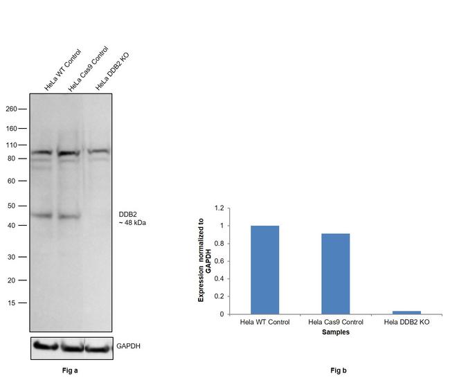 DDB2 Antibody in Western Blot (WB)