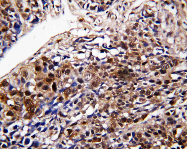 DDT Antibody in Immunohistochemistry (Paraffin) (IHC (P))