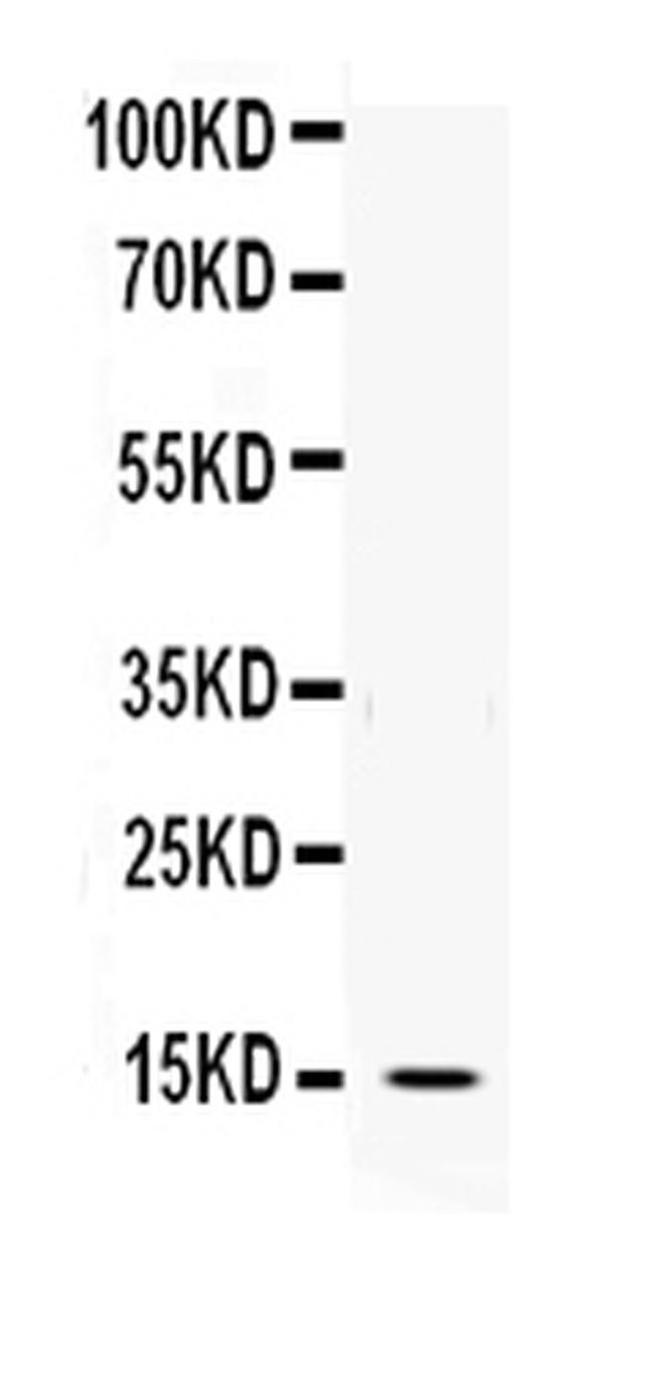 DDT Antibody in Western Blot (WB)