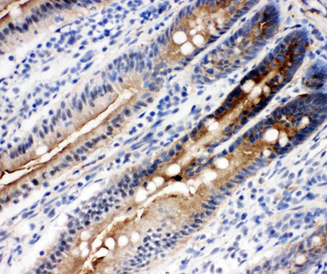 DDX4 Antibody in Immunohistochemistry (Frozen) (IHC (F))