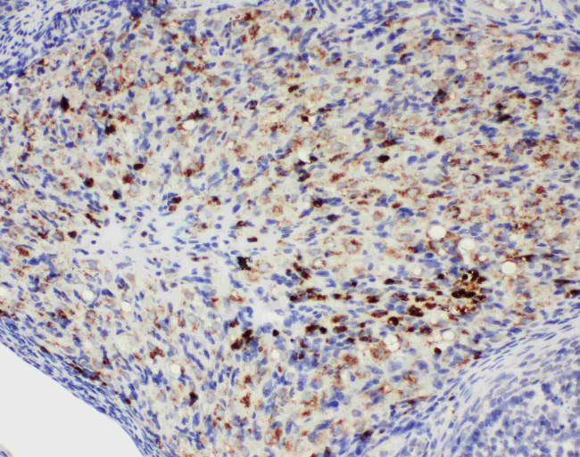 DDX4 Antibody in Immunohistochemistry (Paraffin) (IHC (P))