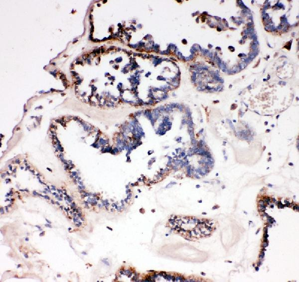 DDX4 Antibody in Immunohistochemistry (Paraffin) (IHC (P))