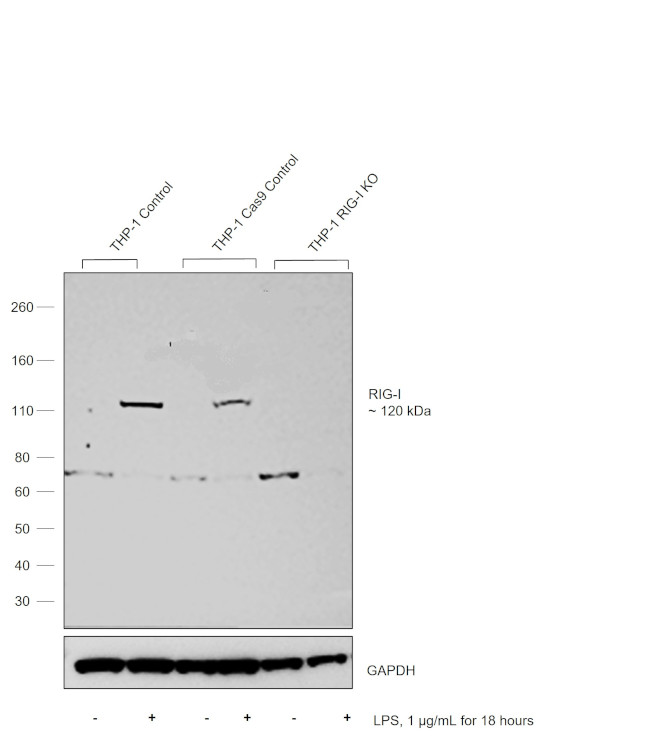 RIG-I Antibody