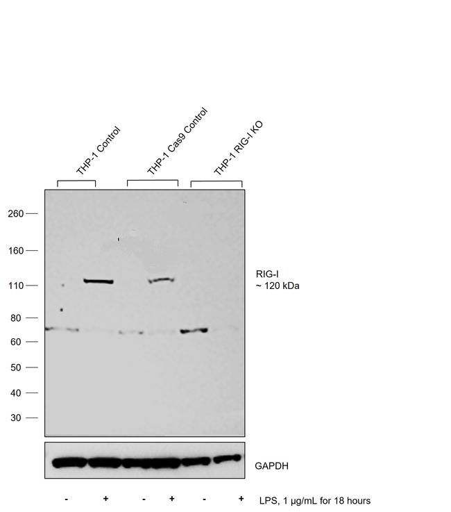 RIG-I Antibody in Western Blot (WB)