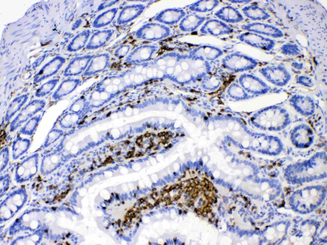 DHODH Antibody in Immunohistochemistry (Paraffin) (IHC (P))