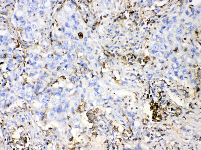 DHODH Antibody in Immunohistochemistry (Paraffin) (IHC (P))