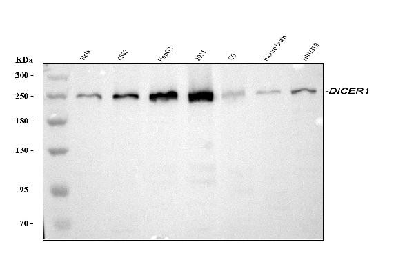 Dicer Antibody in Western Blot (WB)