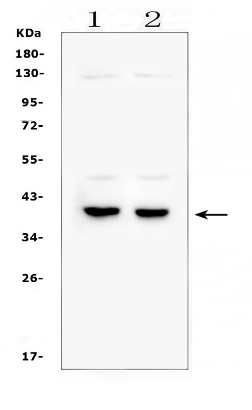 DMRT1 Antibody in Western Blot (WB)