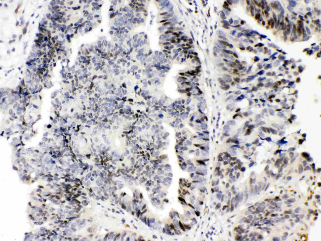 E2F4 Antibody in Immunohistochemistry (Paraffin) (IHC (P))