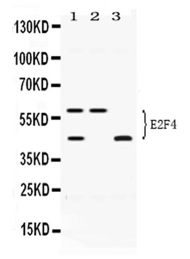 E2F4 Antibody in Western Blot (WB)