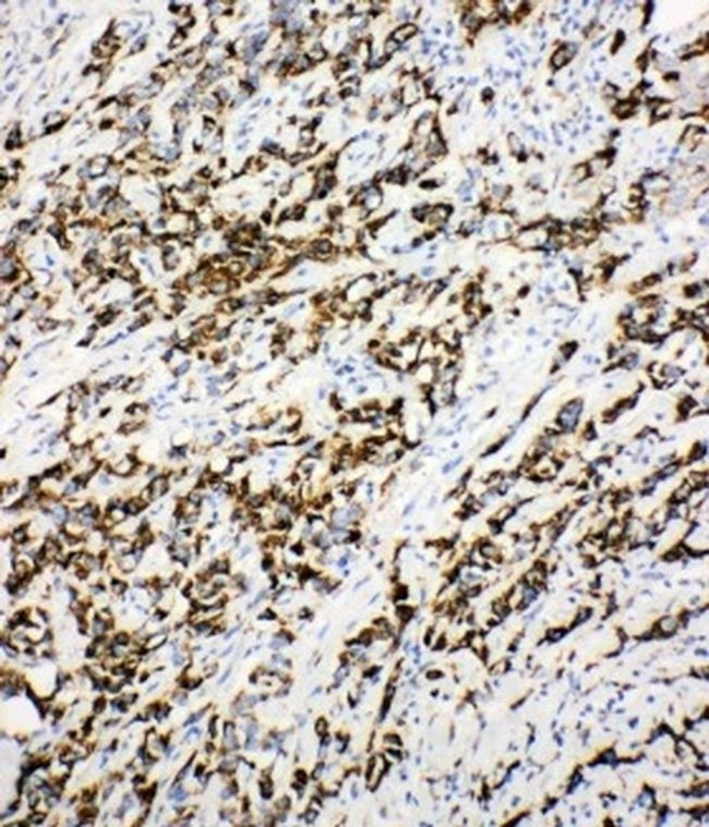 DCI Antibody in Immunohistochemistry (Paraffin) (IHC (P))