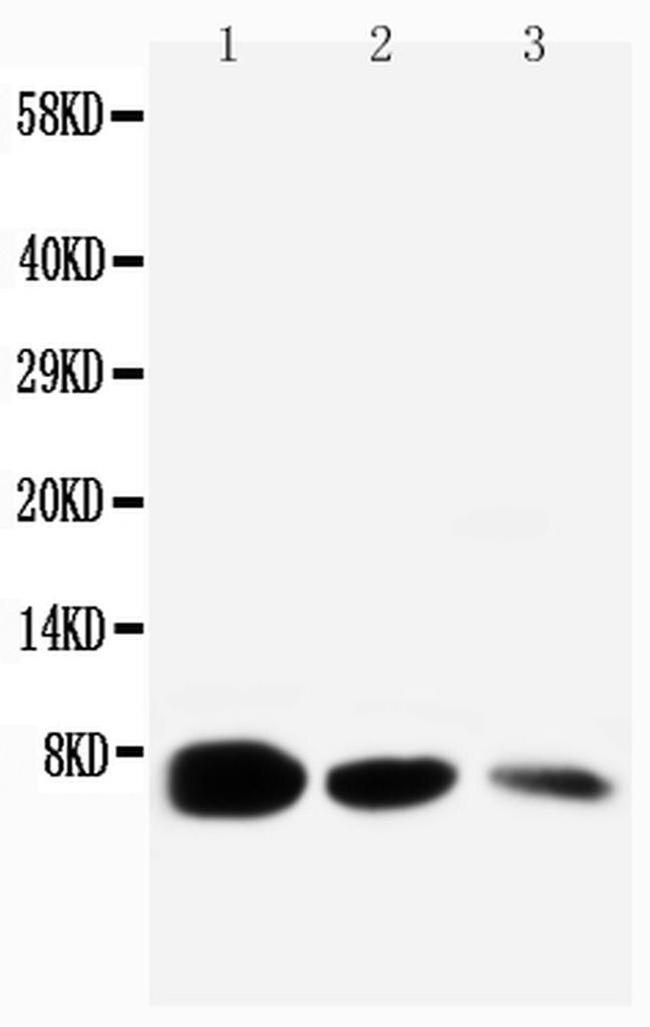 EGF Antibody in Western Blot (WB)