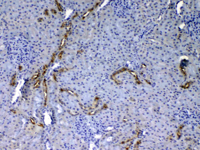 EGF Antibody in Immunohistochemistry (Paraffin) (IHC (P))