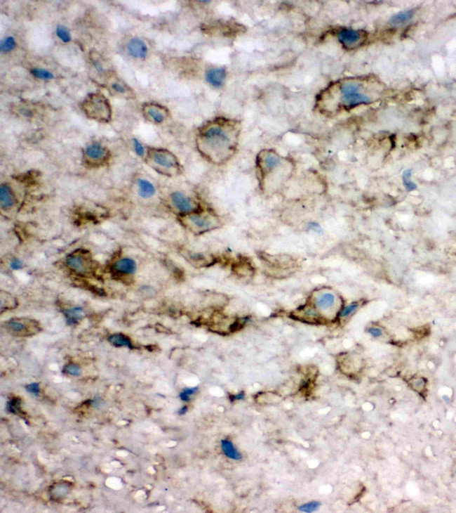 eIF6 Antibody in Immunohistochemistry (Frozen) (IHC (F))