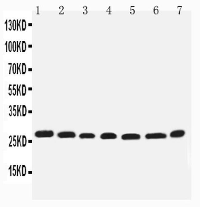 eIF6 Antibody in Western Blot (WB)