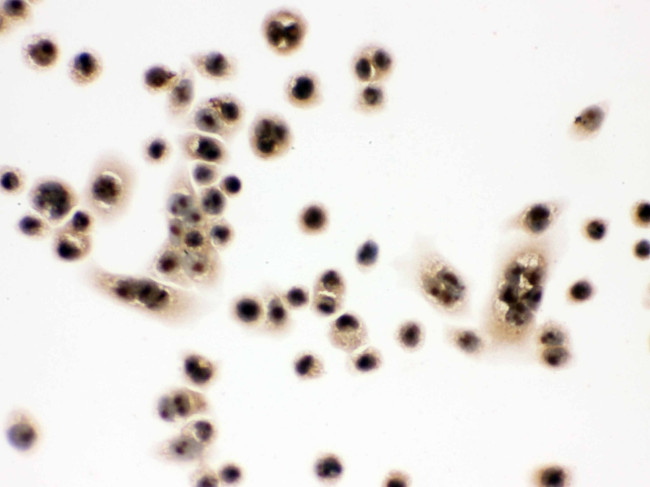 eIF6 Antibody in Immunocytochemistry (ICC/IF)