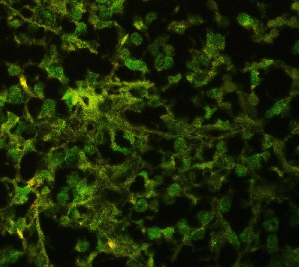 HuD Antibody in Immunohistochemistry (Paraffin) (IHC (P))