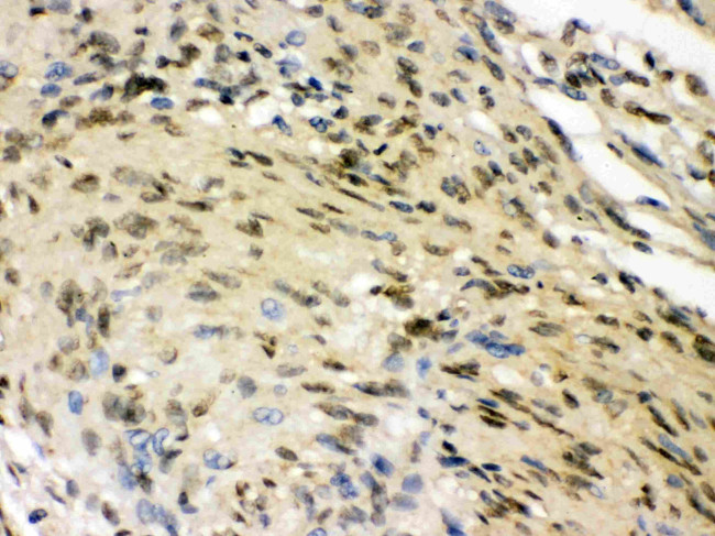 HuD Antibody in Immunohistochemistry (Paraffin) (IHC (P))