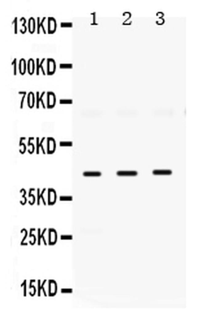 HuD Antibody in Western Blot (WB)