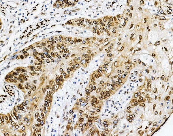 Emerin Antibody in Immunohistochemistry (Paraffin) (IHC (P))