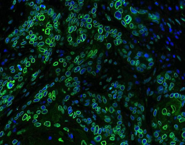 Emerin Antibody in Immunohistochemistry (Paraffin) (IHC (P))