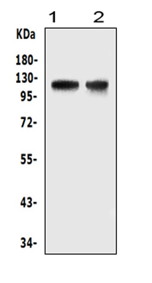 HIF-2 alpha Antibody in Western Blot (WB)