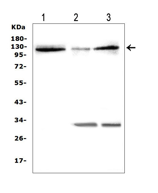 HIF-2 alpha Antibody in Western Blot (WB)