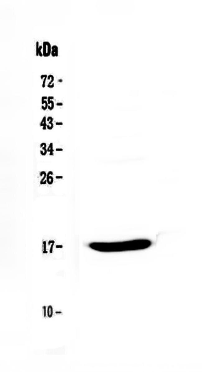 Epigen Antibody in Western Blot (WB)