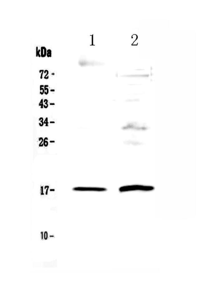 Epigen Antibody in Western Blot (WB)