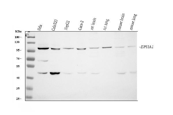 EphA1 Antibody in Western Blot (WB)