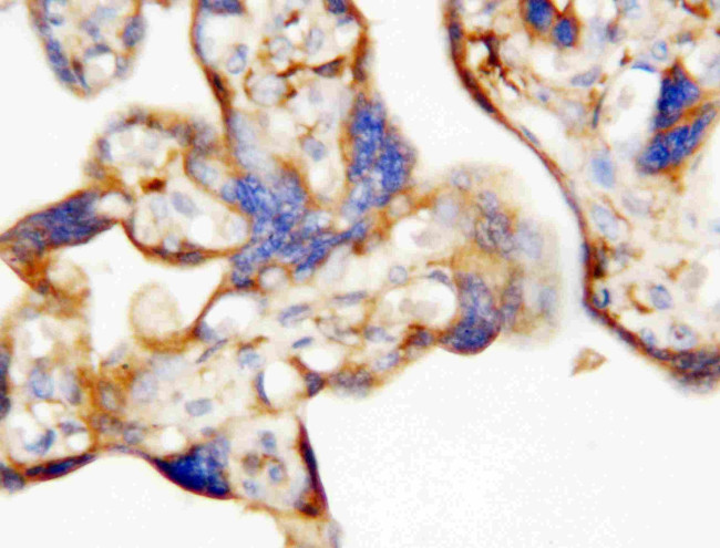 Epo Antibody in Immunohistochemistry (Paraffin) (IHC (P))